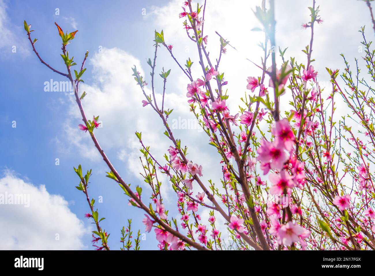 Beautiful bloom pink cherry blossom sakura in spring with clear blue ...