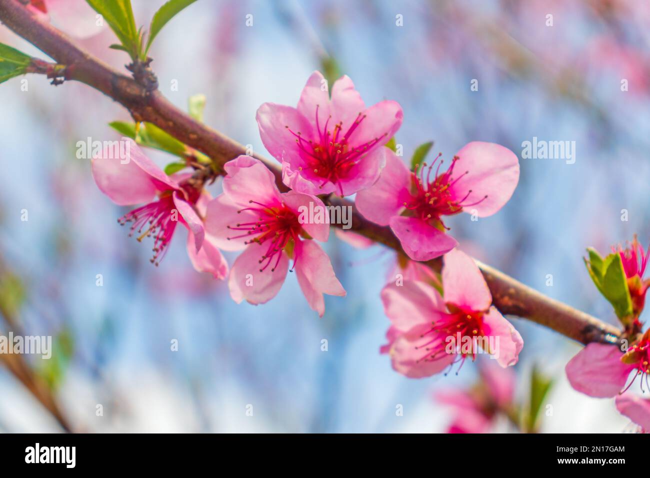 Beautiful bloom pink cherry blossom sakura in spring with clear blue ...