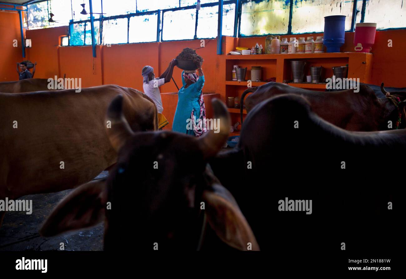 A worker helps a woman carry cow dung to be used as fuel, at a 'Gaushala'  or shelter for cattle in New Delhi, India, Friday, Oct. 9, 2015. While cows  are revered