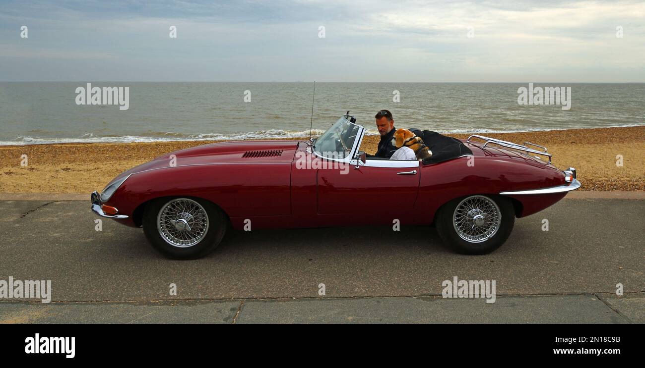 Classic  Red E Type Jaguar  convertible parked on seafront promenade  driver and Beagle dog with sunglasses. Stock Photo