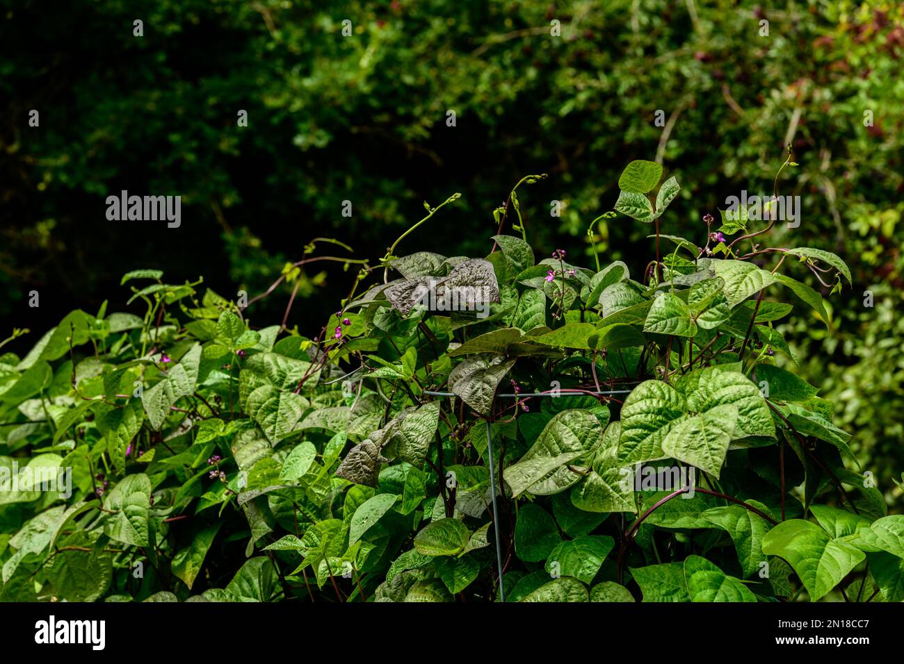 Purple King Climbing Beans on trellis in the kitchen garden Stock Photo