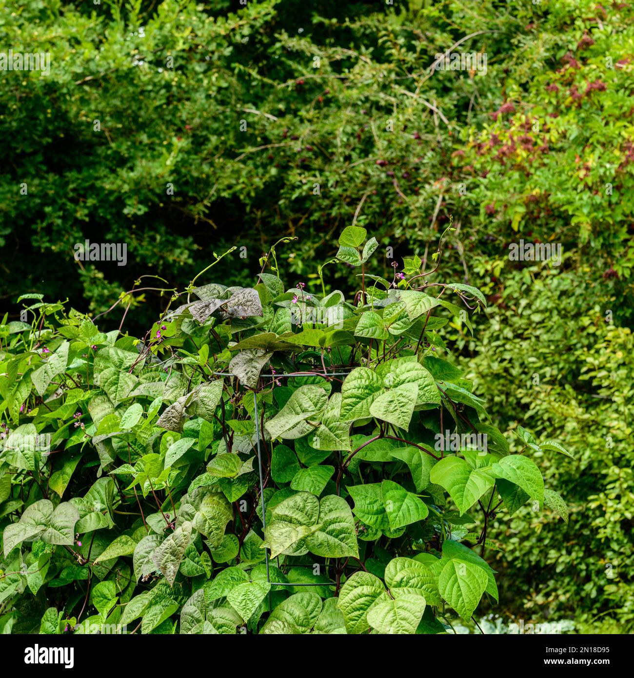 Purple King Climbing Beans on trellis in the kitchen garden Stock Photo