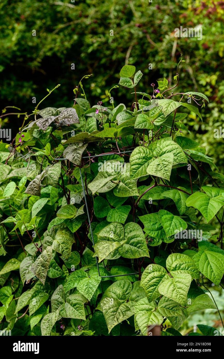 Purple King Climbing Beans on trellis in the kitchen garden Stock Photo