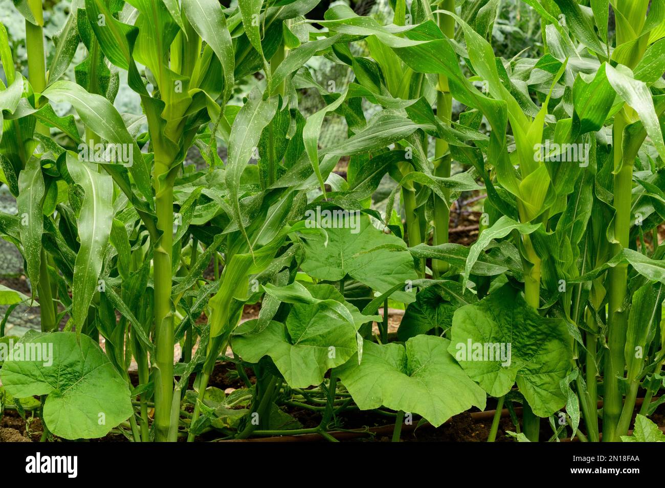 Companion Plants, Sweet corn and Pumpkin happy in the kitchen garden