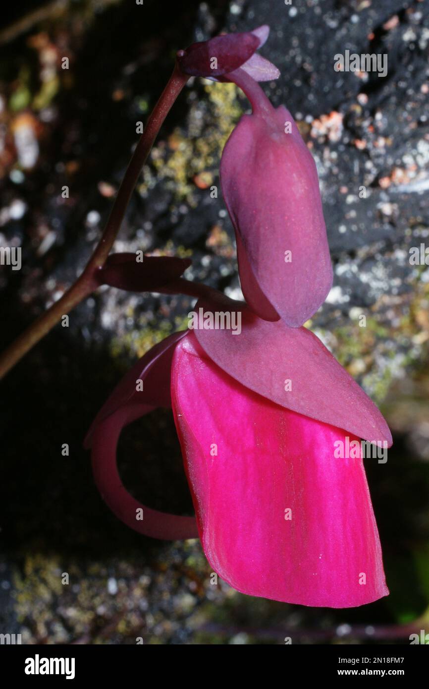 Flower of the tropical bladderwort Utricularia quelchii , in natural habitat on the table mountain Auyan Tepui, Venezuela Stock Photo