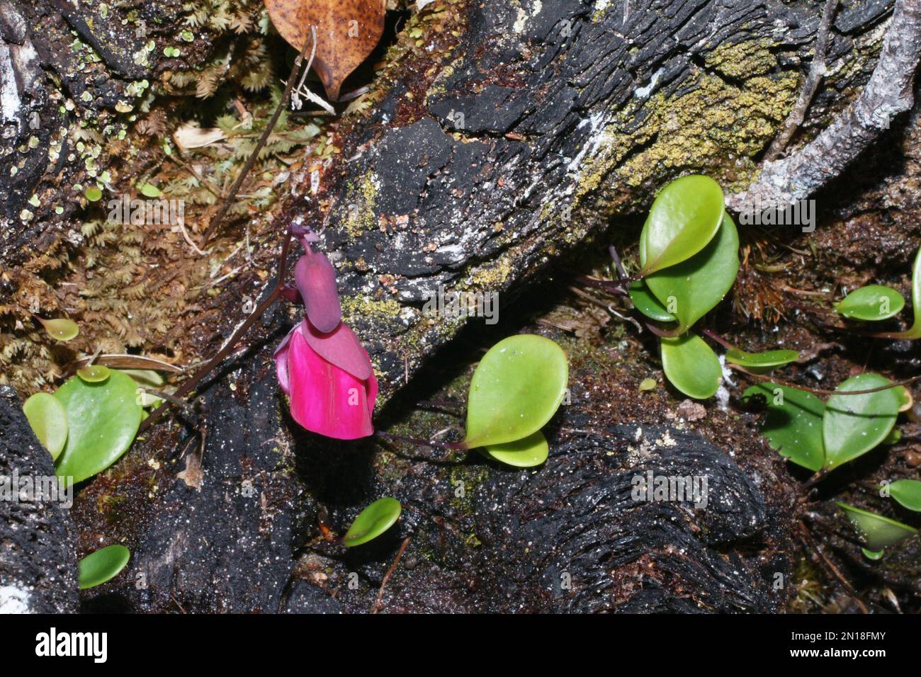 Flower and leaves of the tropical bladderwort Utricularia quelchii, in natural habitat on the table mountain Auyan Tepui, Venezuela Stock Photo