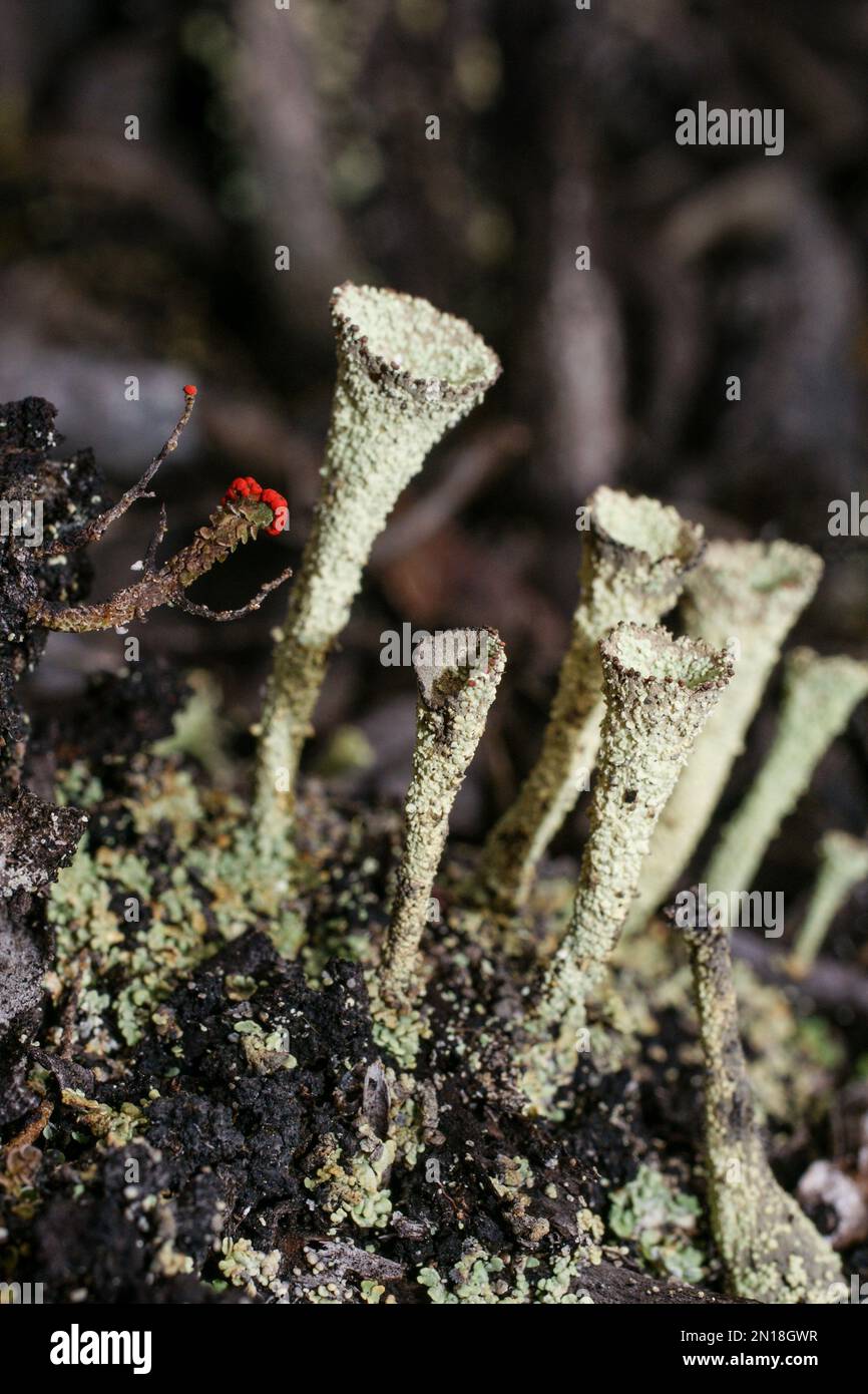 Various species of lichen (Cladonia ssp.) in natural habitat on Auyan tepui, Venezuela Stock Photo