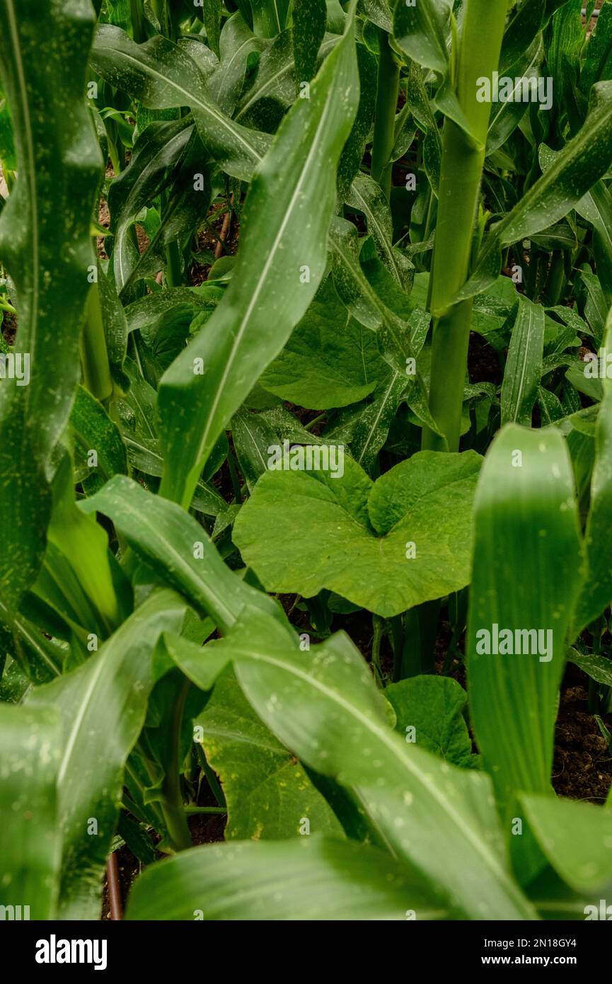 Corn companion plants hires stock photography and images Alamy