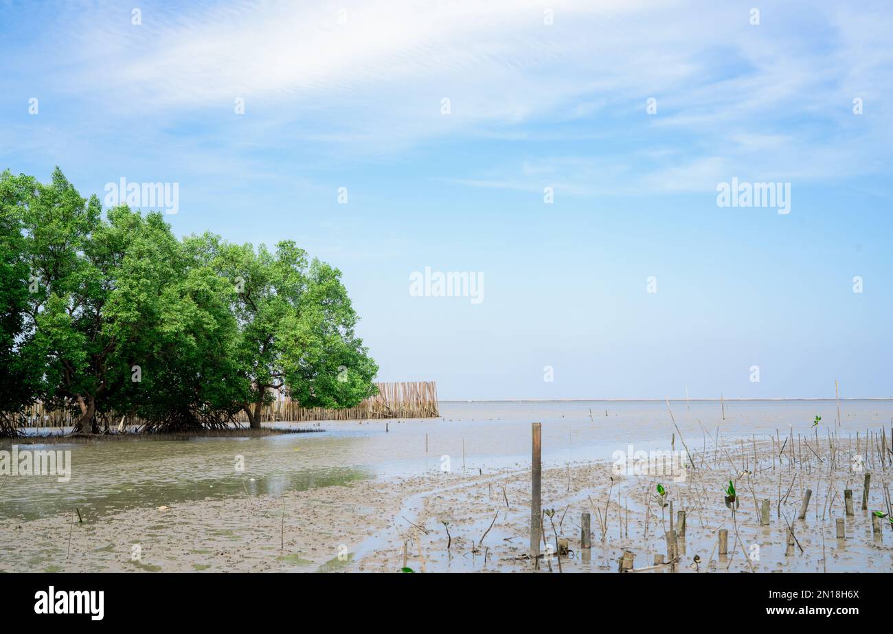 Green mangrove tree planting in mangrove forest. Mangrove ecosystem ...