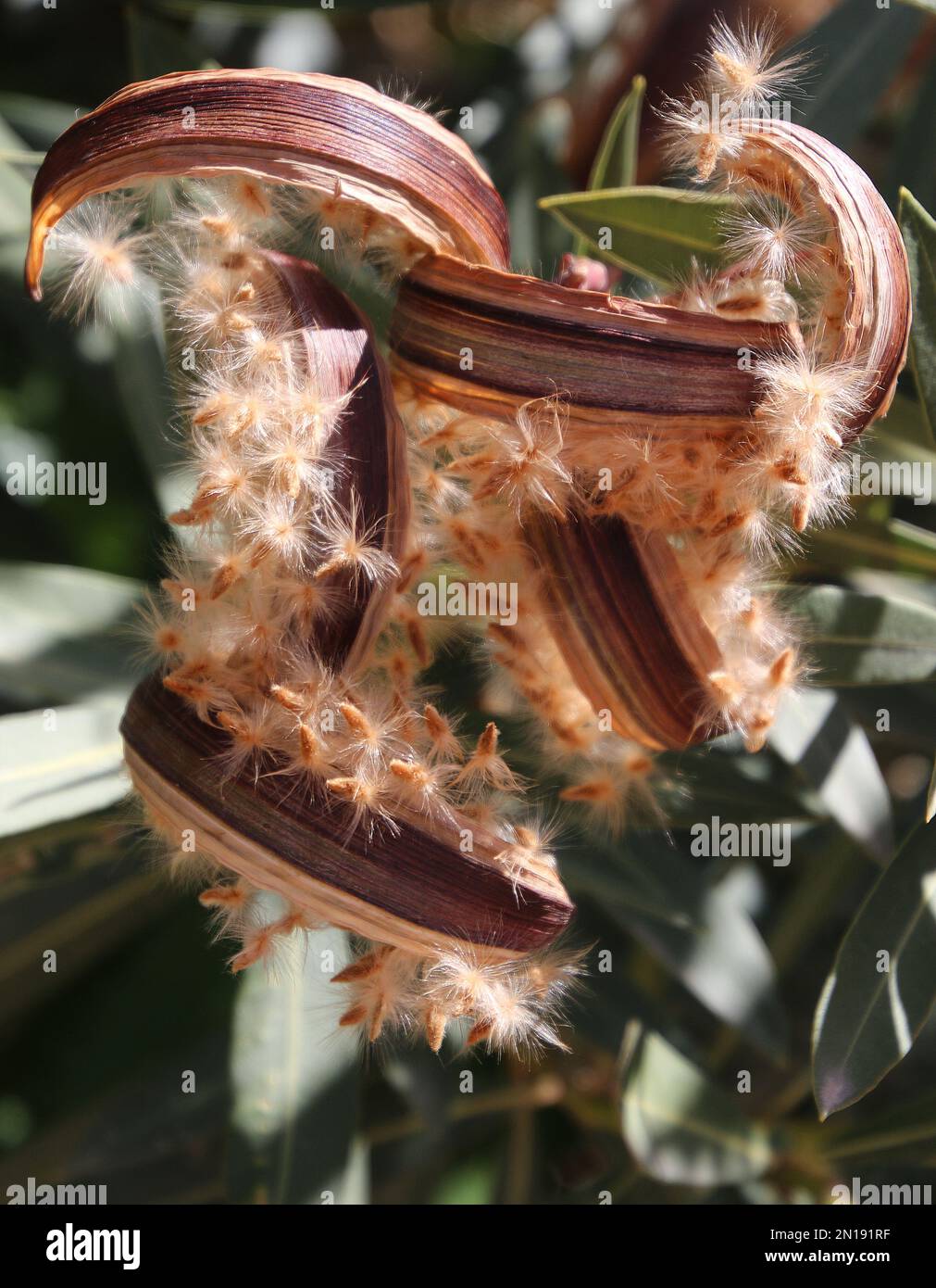 Nerium oleander seeds in open capsule Photographed in Jordan in March Stock Photo