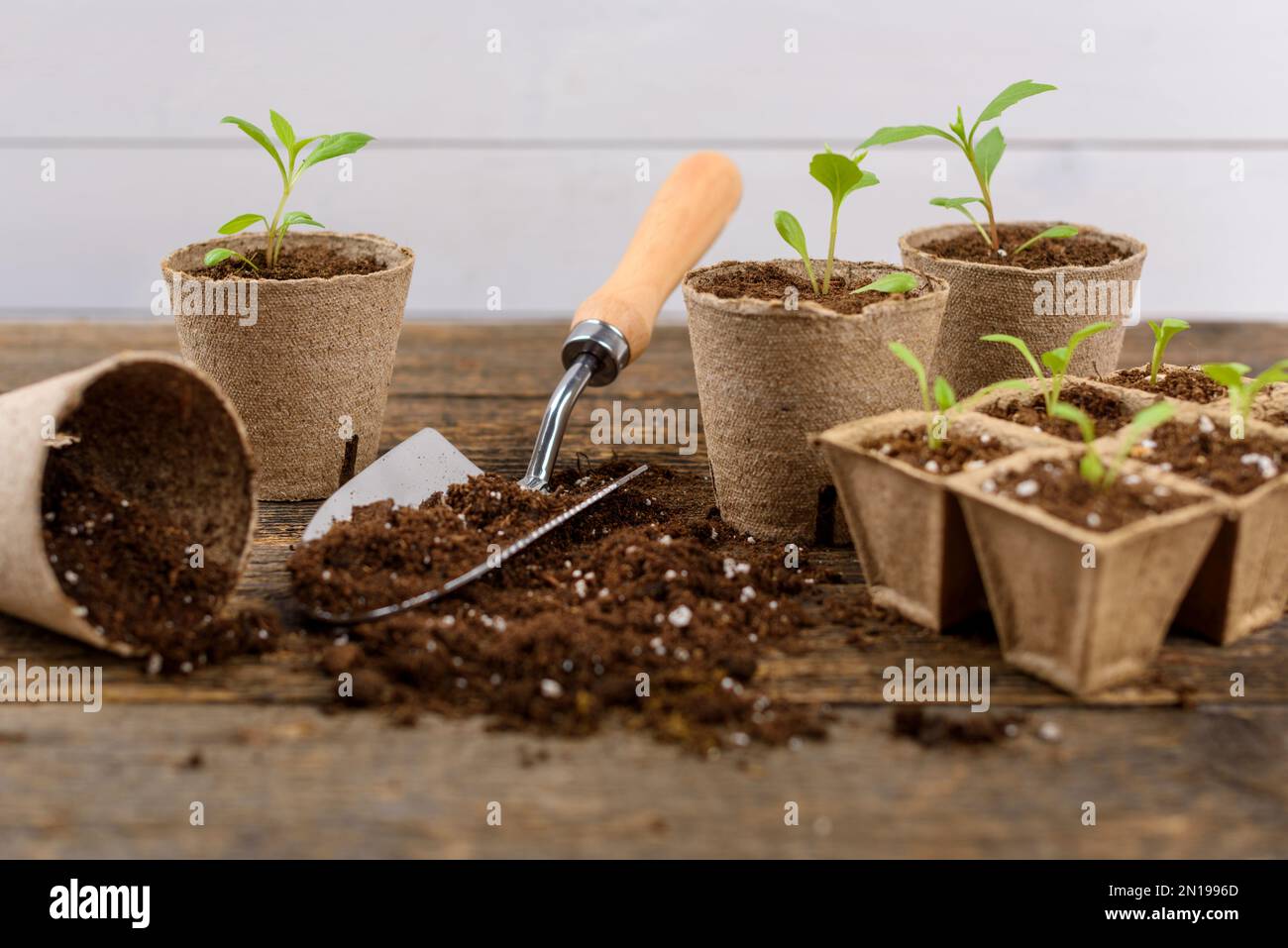 Potted flower seedlings growing in biodegradable peat moss pots. Zero
