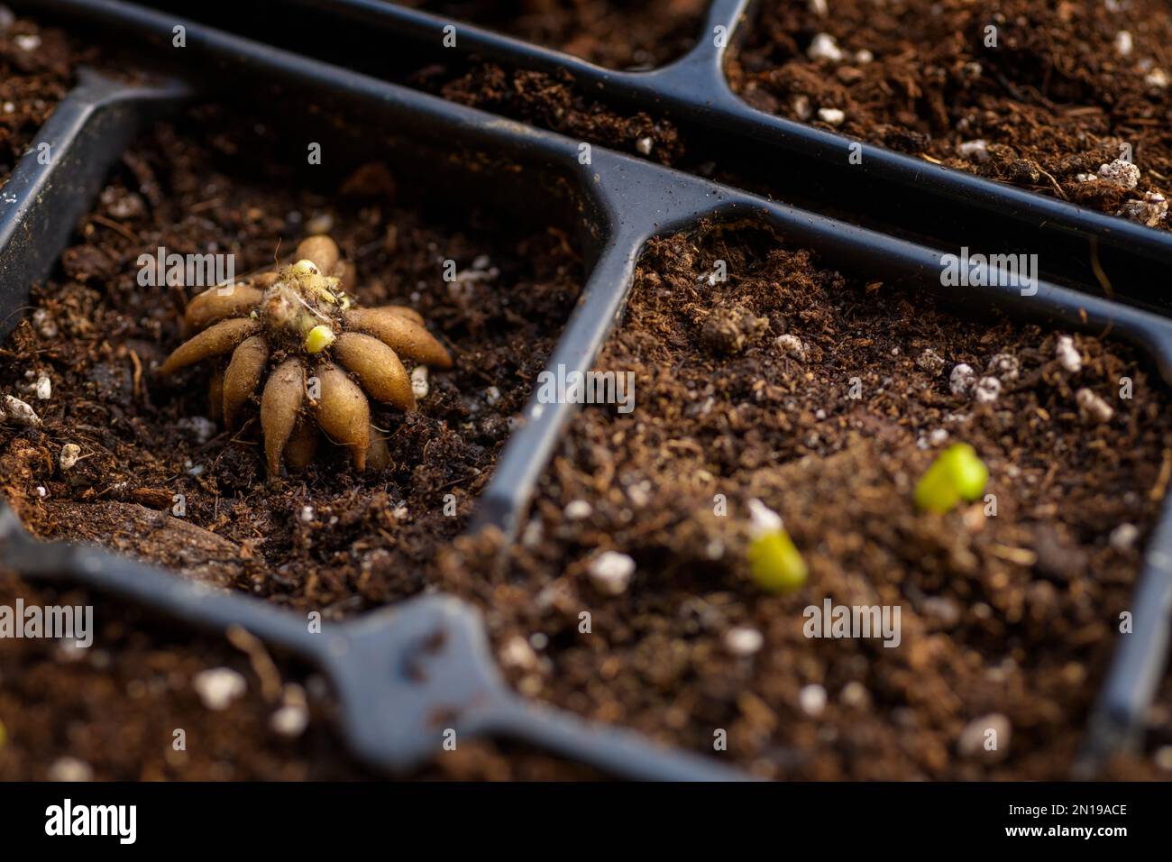 Ranunculus asiaticus or persian buttercup. Sprouting ranunculus corms ...