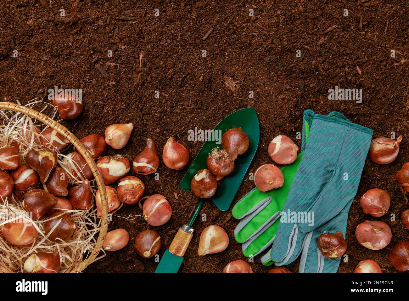 Tulip bulbs planting background. Fall tulips planting and gardening ...