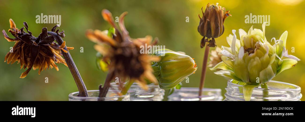 Various stages of dried dahlia flower heads. Collecting seeds for  propagation. Gardening background Stock Photo - Alamy
