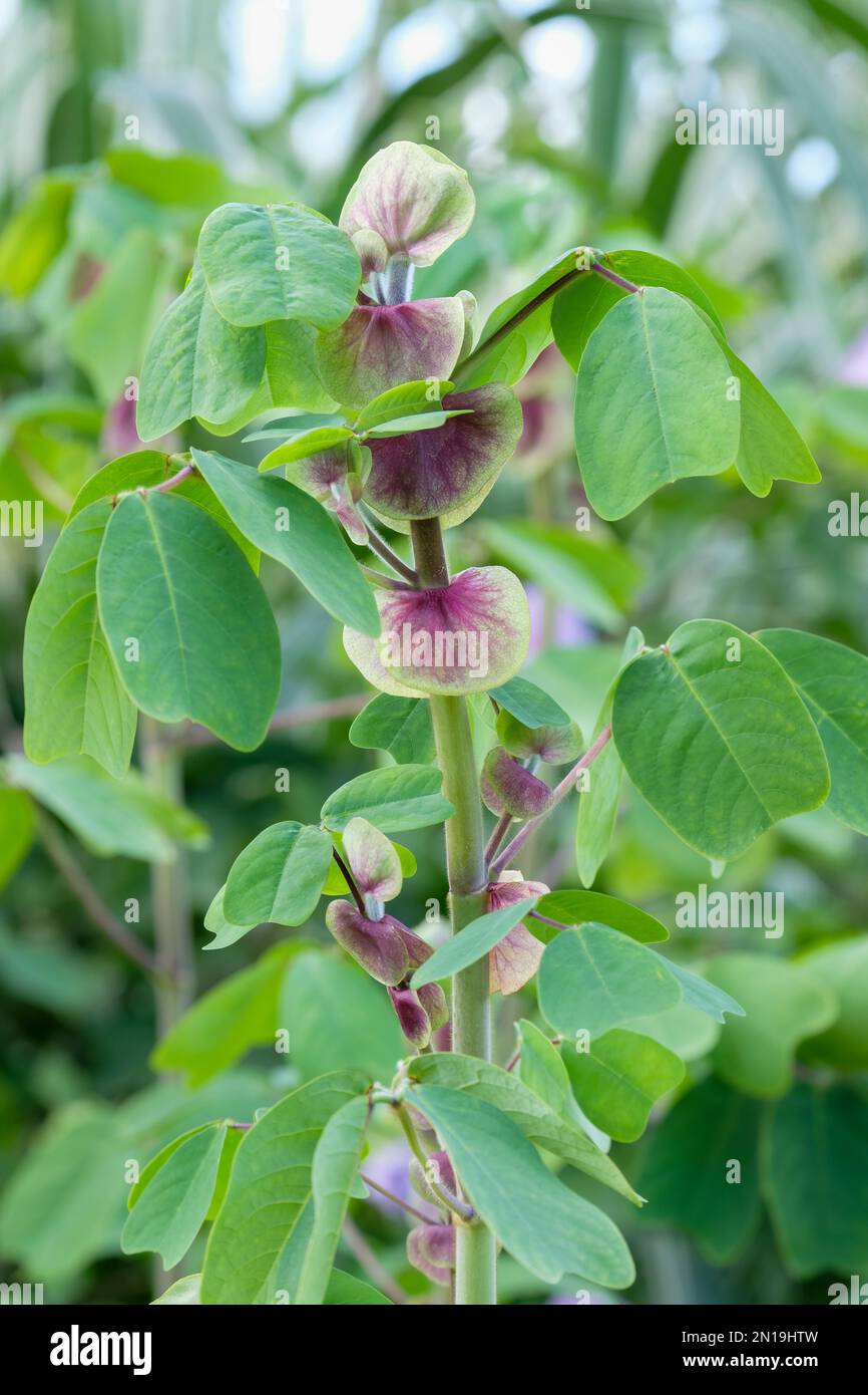 Amicia zygomeris, Amicia, Woody perennial with green. Heart-shaped leaflets veined purple Stock Photo