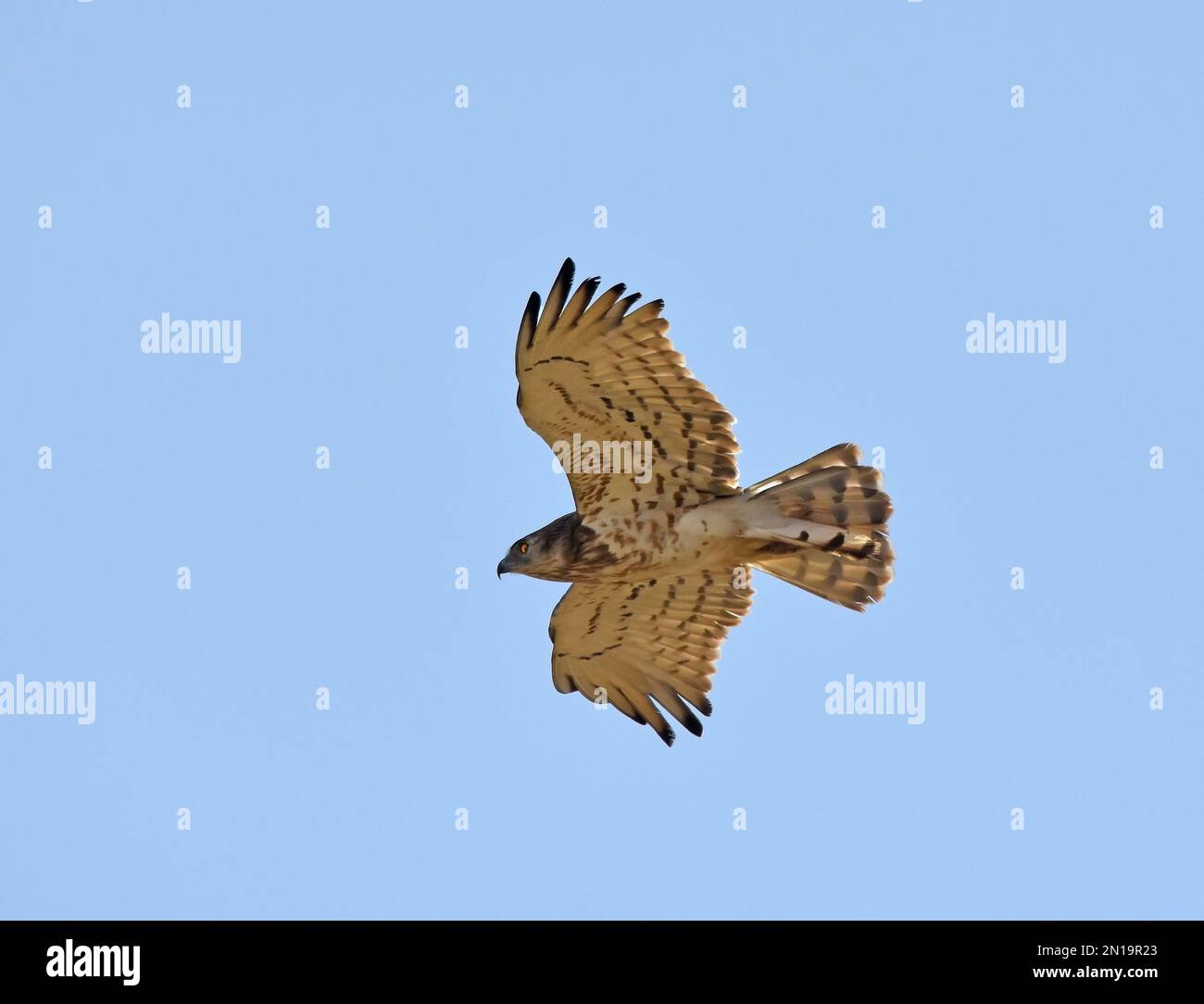 Short-toed Eagle - Circaetus gallicus flying Stock Photo