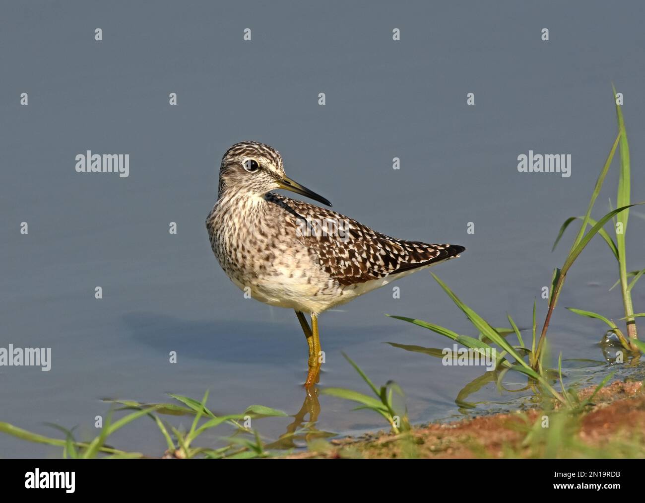 Wood sandpiper stand in shallow water and looking back Stock Photo