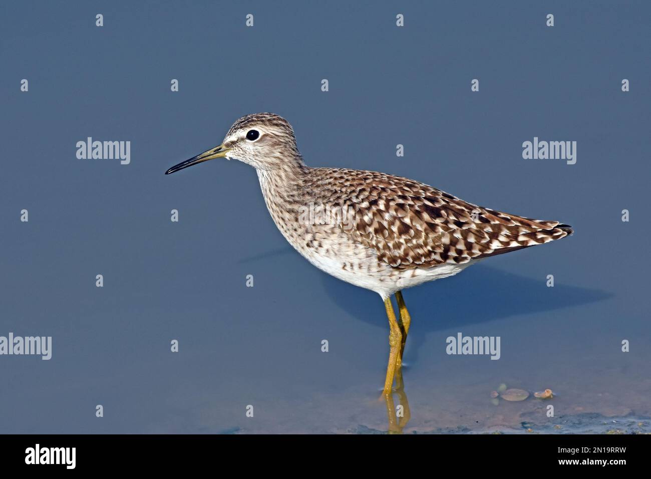 Wood sandpiper stand in shallow water Stock Photo