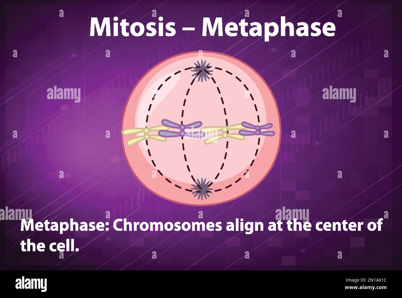 Process of mitosis metaphase with explanations illustration stock
