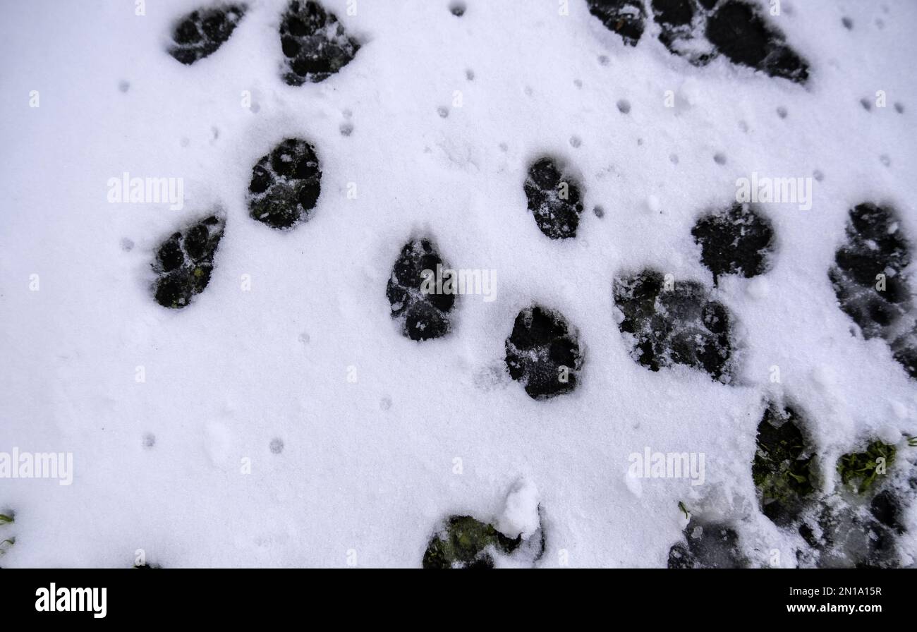Detail of wild animal footprints on a snowy mountain in winter Stock Photo