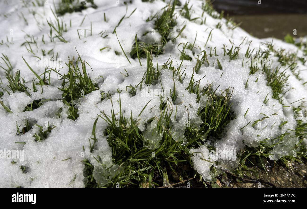 Detail of grass in a forest with snow and ice in winter Stock Photo