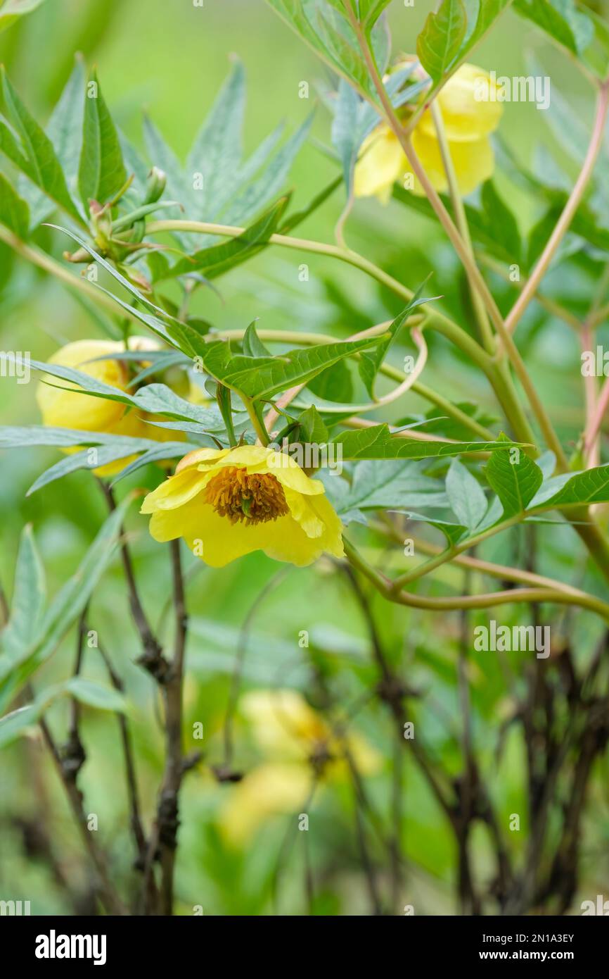 Paeonia delavayi lutea Yellow Queen, Yellow tree peony, deciduous shrub  bowl-shaped yellow flowers Stock Photo