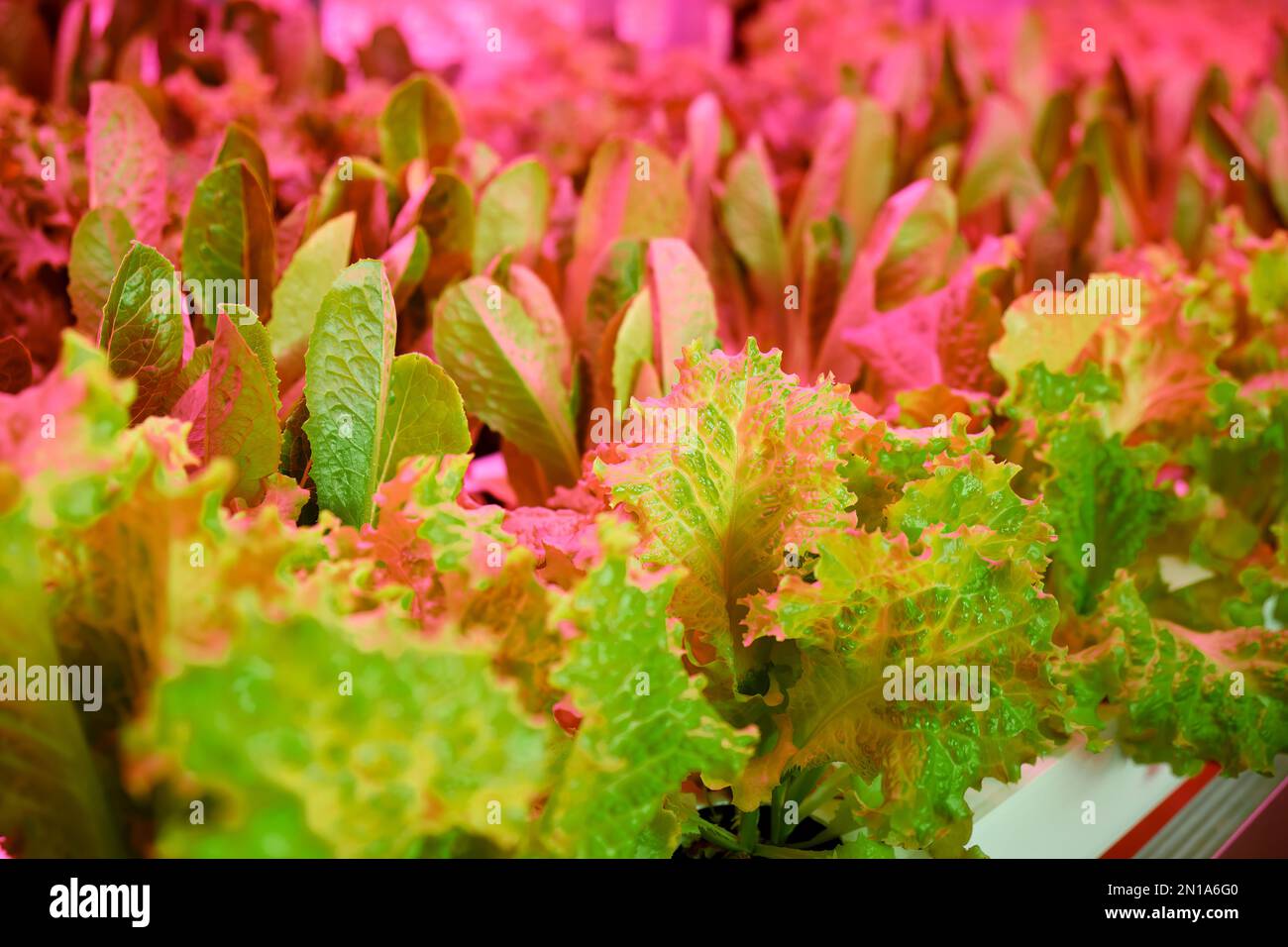 micro greenery cultivation close-up industrial manual labor green color juicy healthy vitamins farmer vegetarian restaurant cafe Stock Photo