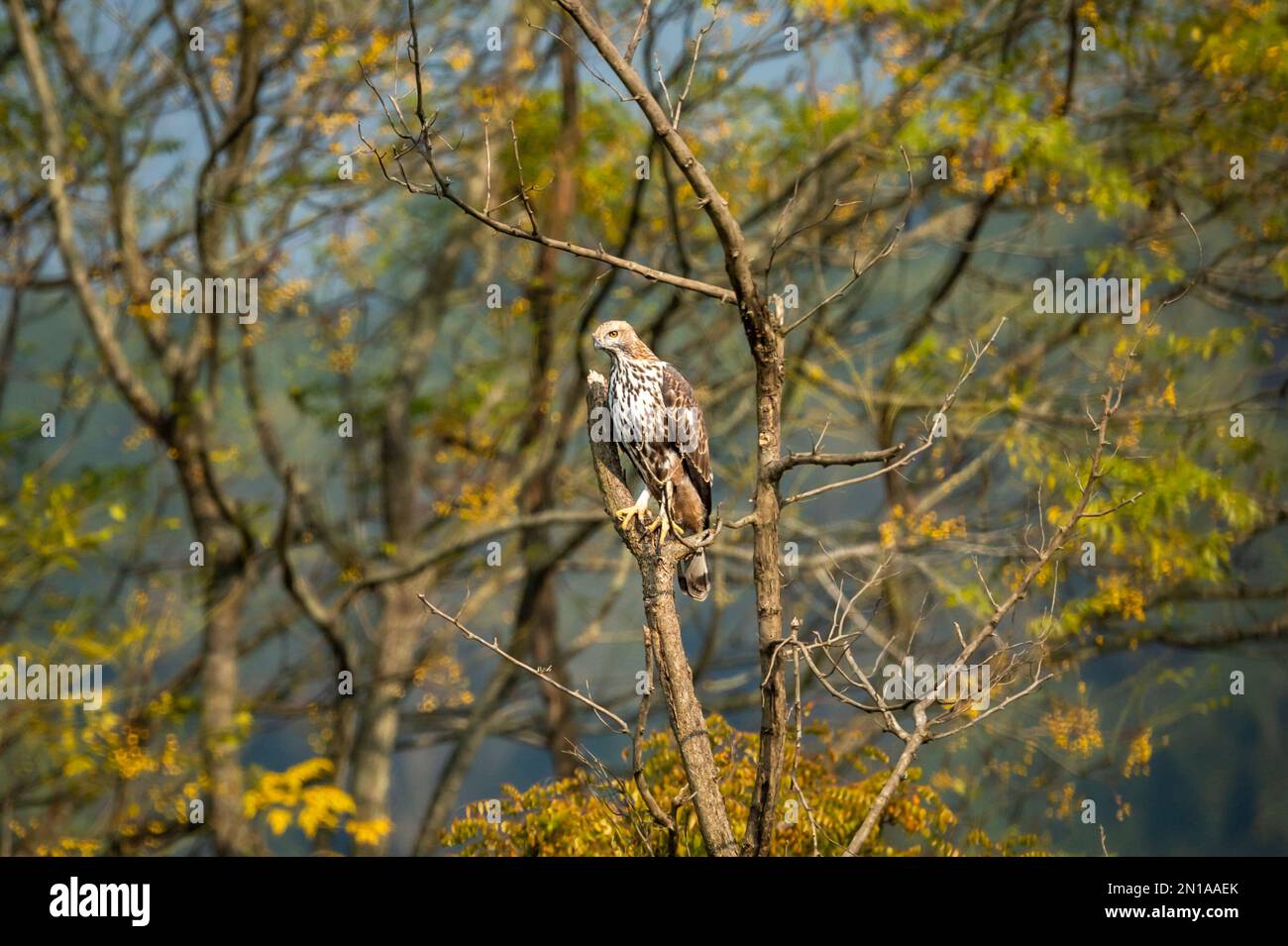 changeable or crested hawk eagle or nisaetus cirrhatus perched on tree in natural scenic view or frame in background at dhikala corbett natonal park Stock Photo