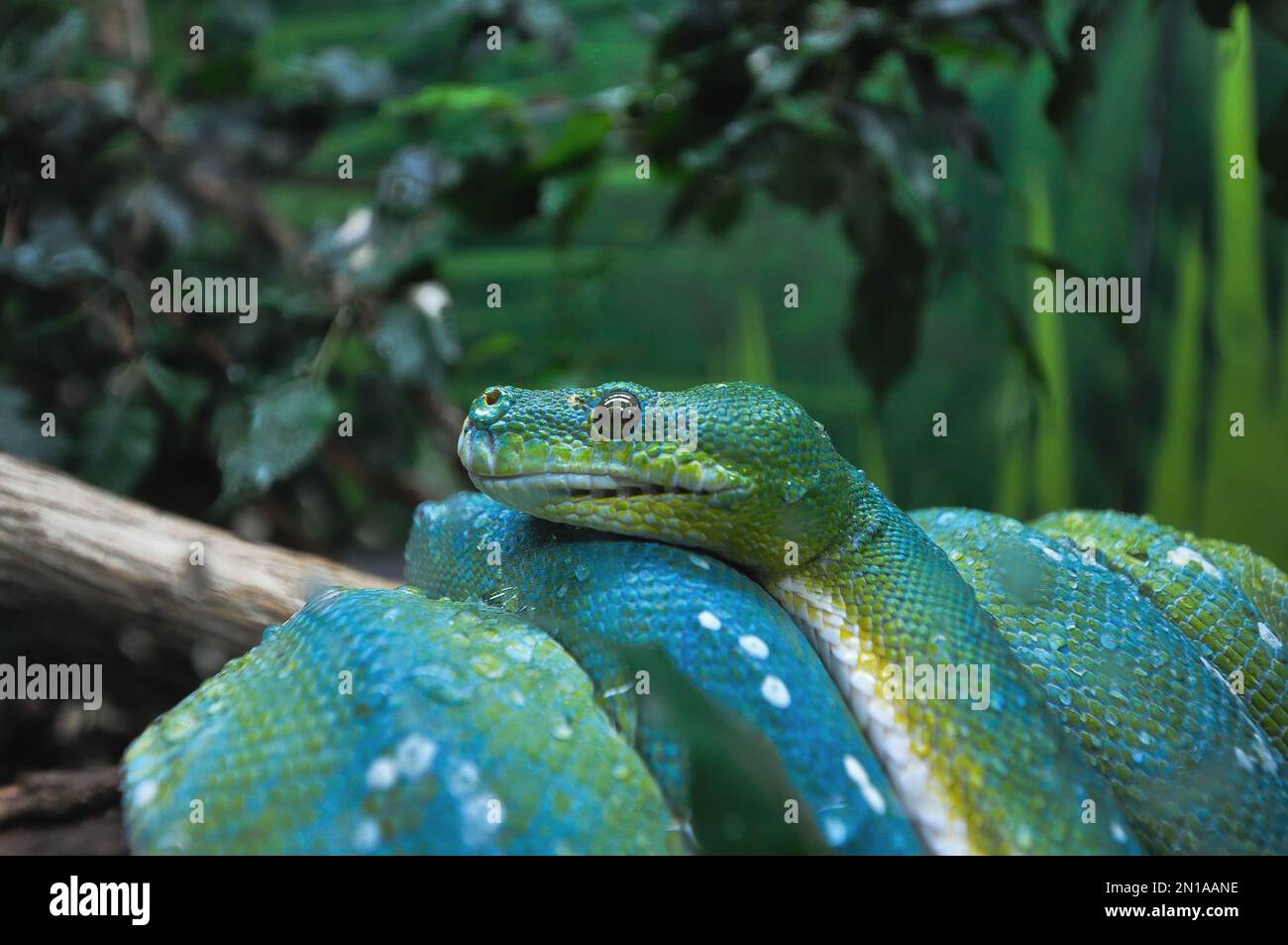 Here you can see this beatiful green phyton who are relaxing, snakes are fantastic creatures ad also terrifying with their bites. Stock Photo