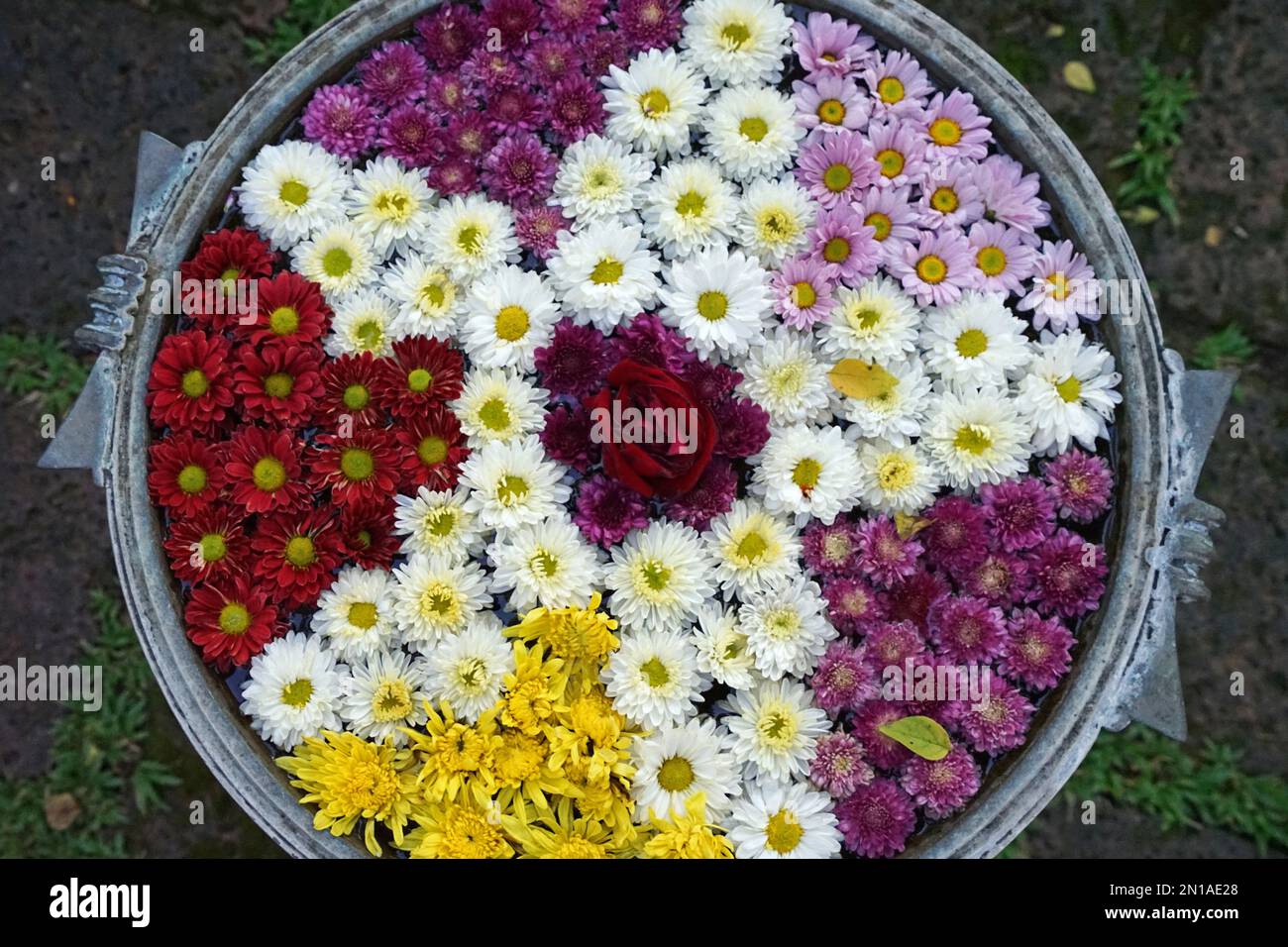 Close up Colorful floating blooming flowers arranged in water clay bowl Stock Photo