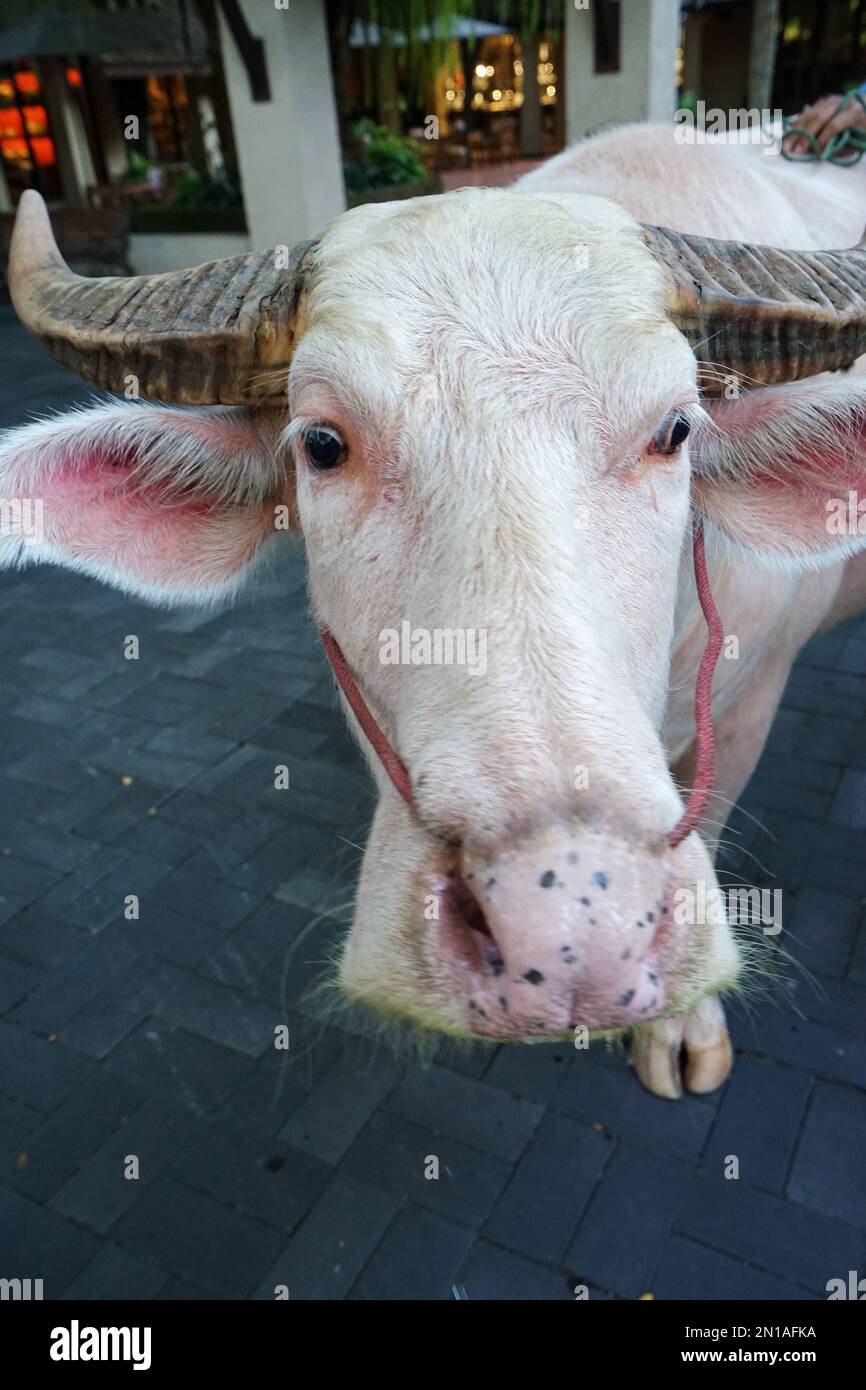 Close up cute Taro buffalo Stock Photo