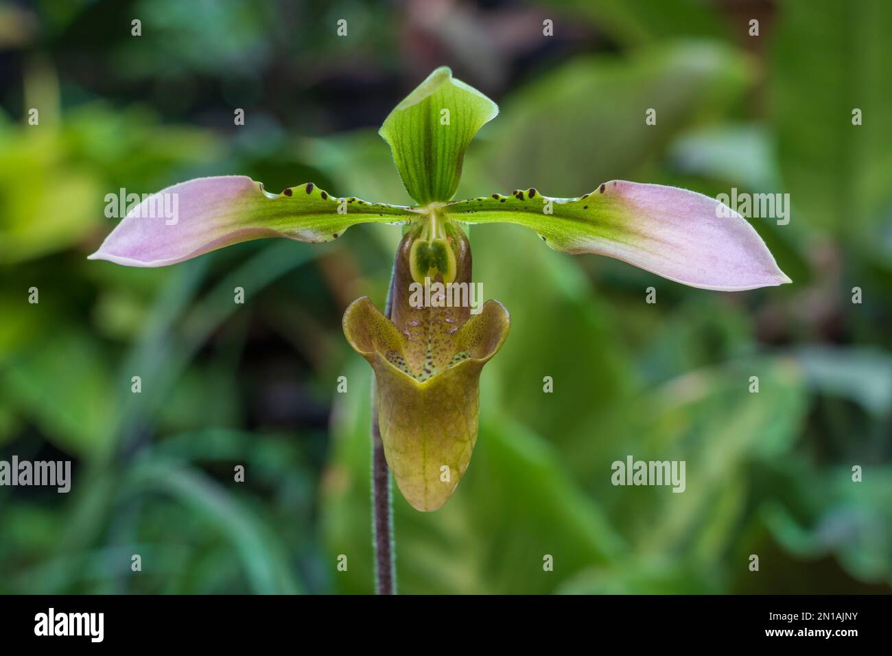 Closeup view of green, purple pink and brown flower of lady slipper orchid species paphiopedilum appletonianum blooming outdoors on natural background Stock Photo