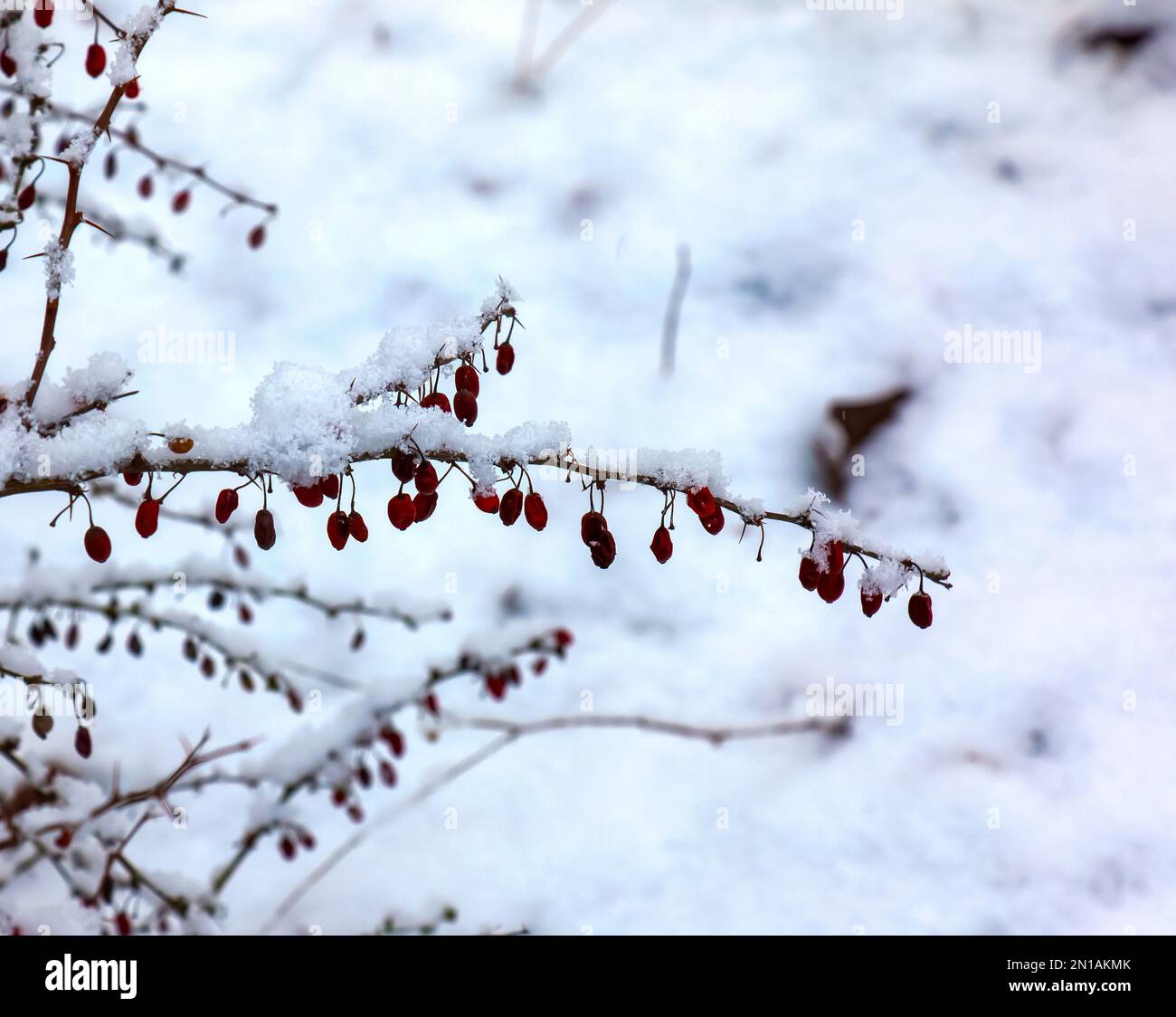 Branches of Berberis sibirica in winter with red ripe berries. After thawing, a little snow and droplets of frozen water remain on the berries and bra Stock Photo