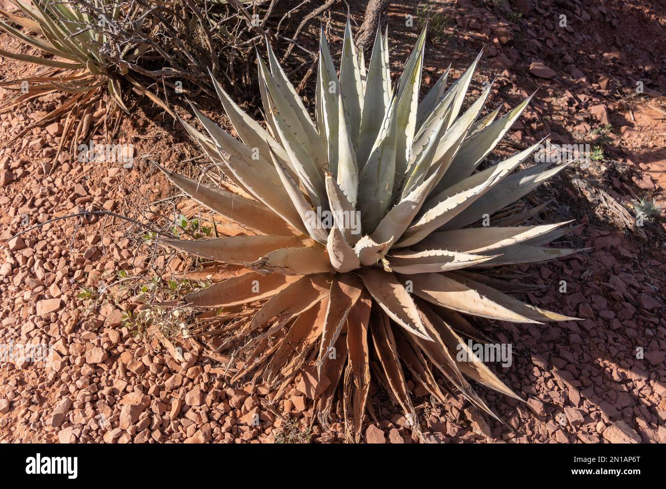 A top view of a golden-flowered century plant growing in the desert. Stock Photo