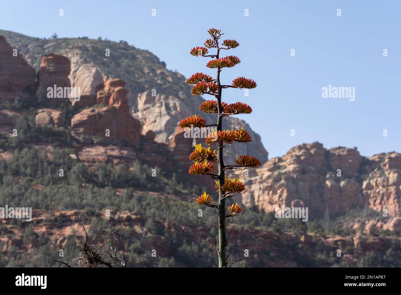 A golden-flowered century plant flower growing in the desert. Stock Photo