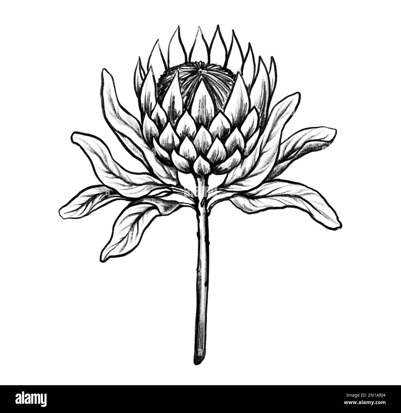 King Protea Flower Drawing King Protea Flower Drawing