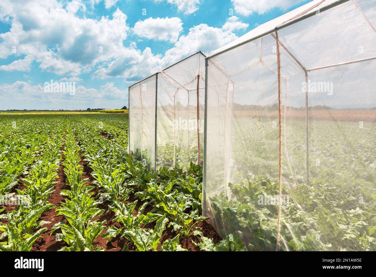 Sugar beet pollination control tents in cultivated agricultural field on sunny summer day Stock Photo