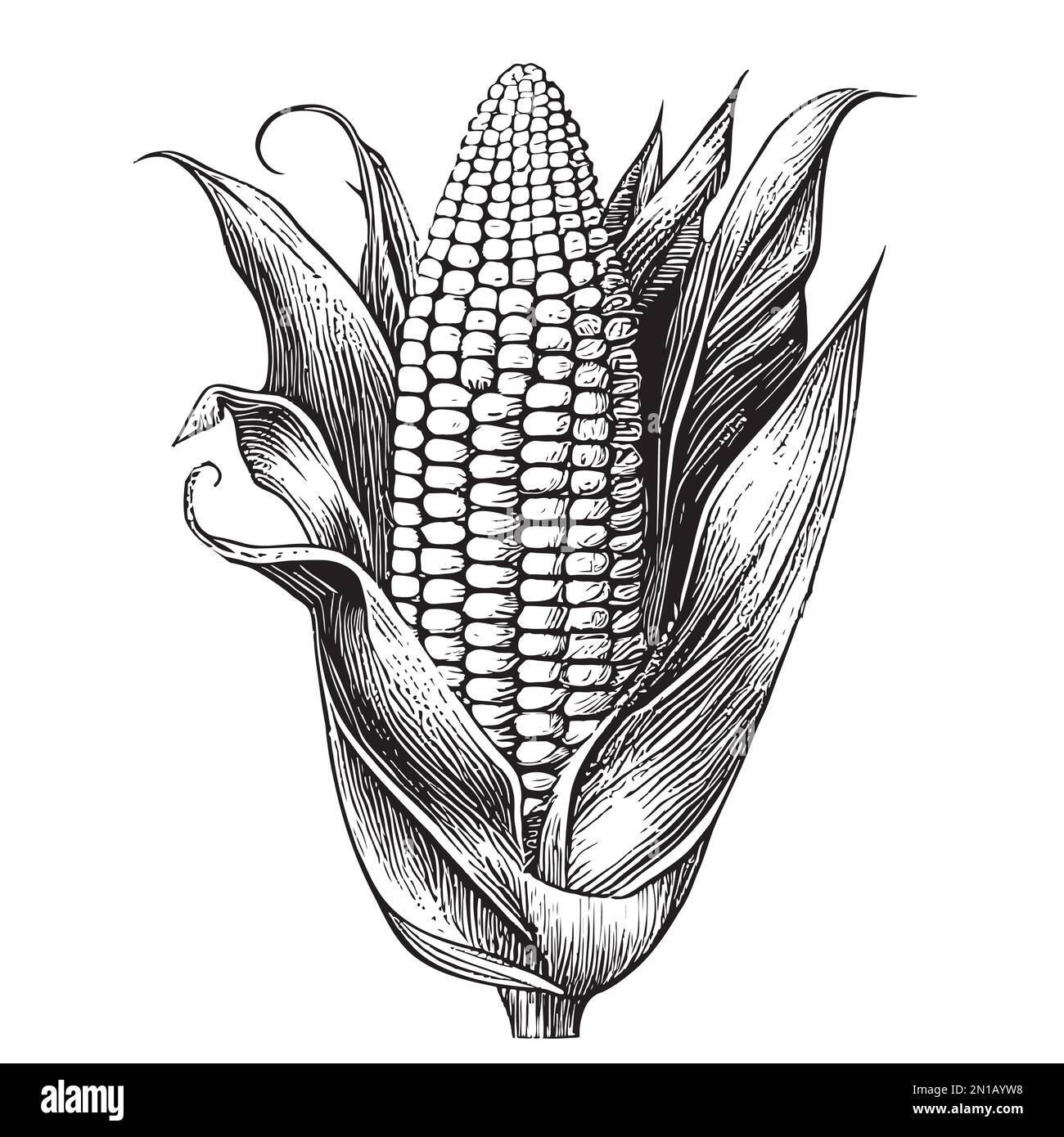 Corn sketch hand drawn in doodle style illustration Stock Vector Image