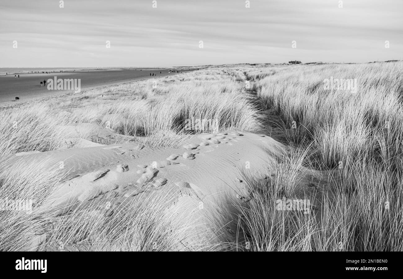Foot prints and long grass on the sand dunes seen alongside the beach at Ainsdale seen in Merseyside. Stock Photo