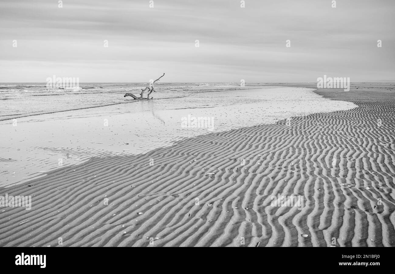 A black and white image of jagged drift wood seen washed up on the Sefton coastline at Ainsdale. Stock Photo