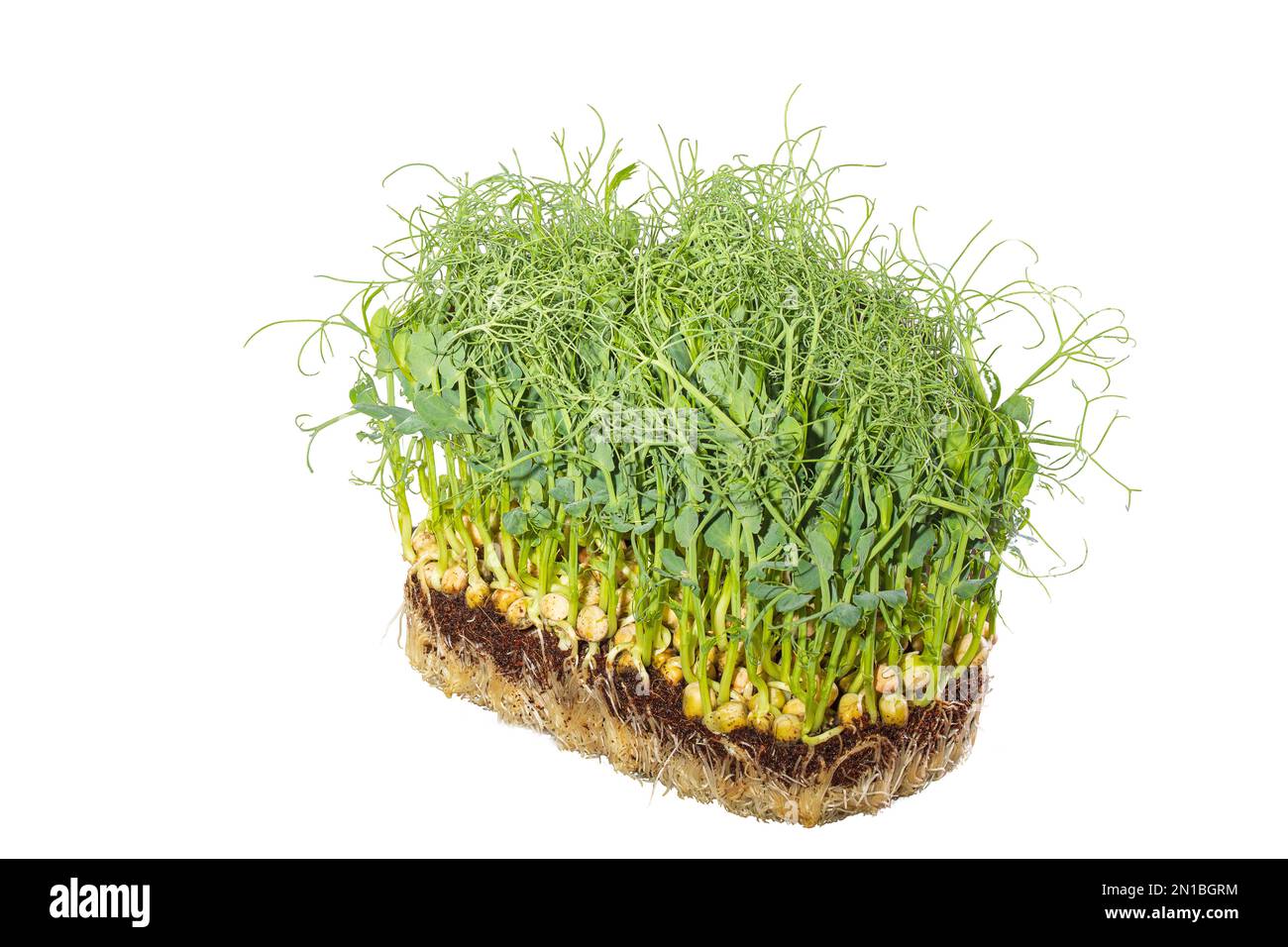 Growing microgreens.Green shoots of peas isolate on white background. Stock Photo