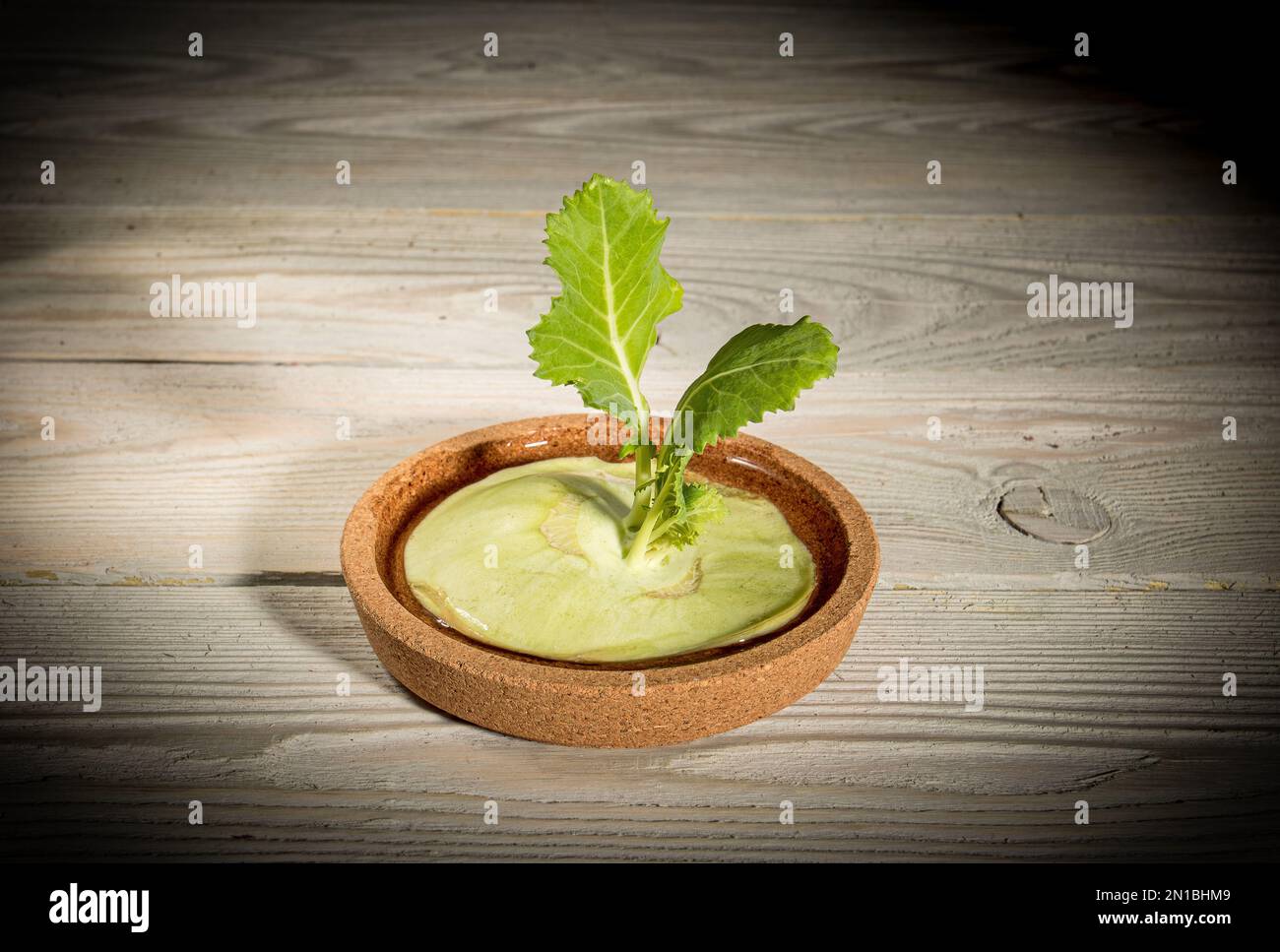 Growing microgreens at home. Young shoots of celery grown from the cut