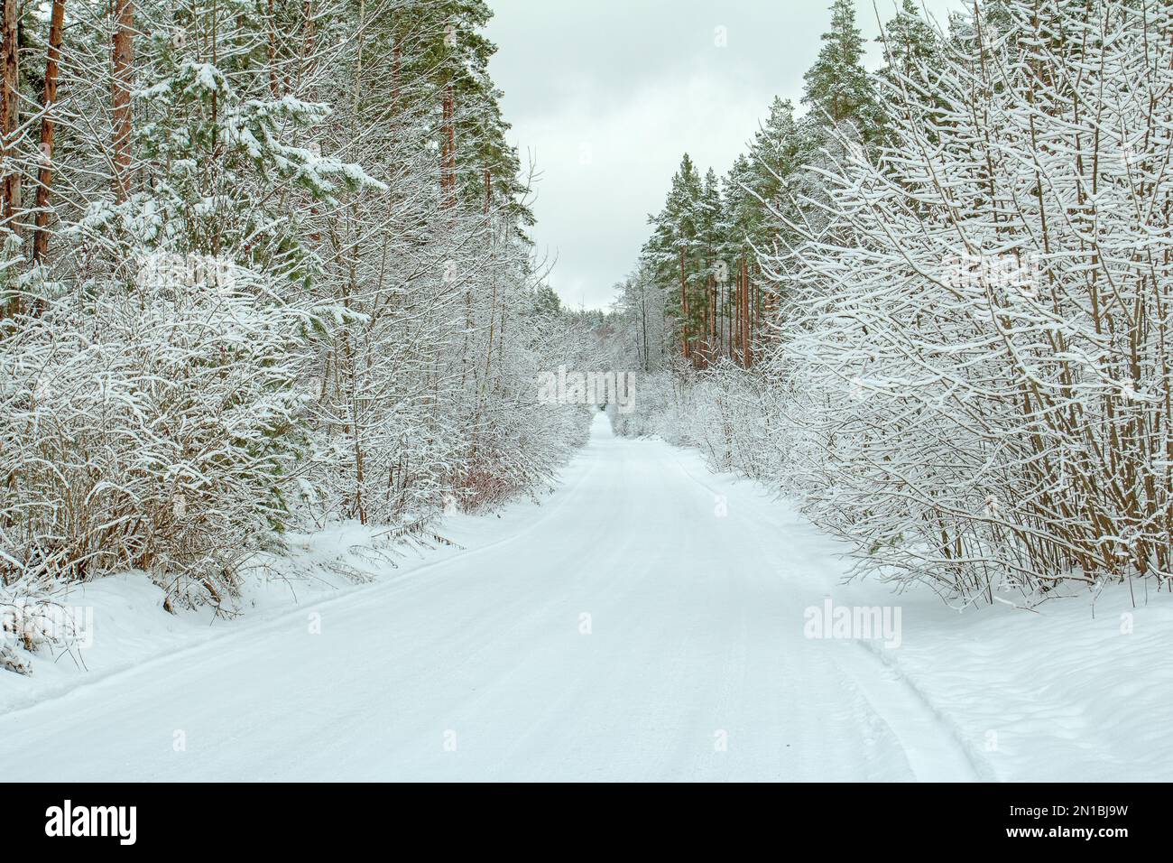 Winter landscape on a cloudy day.Road in a snowy forest surrounded by ...