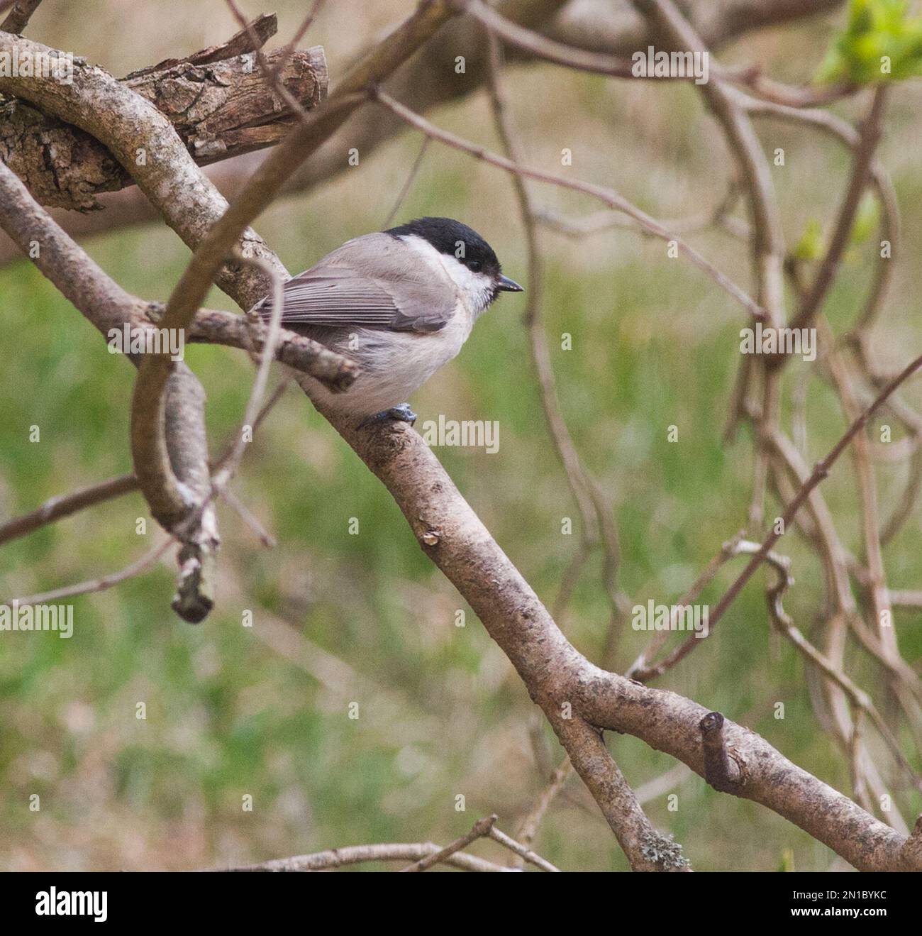 WILLOW TIT in garden on branch Poecile montanus Stock Photo