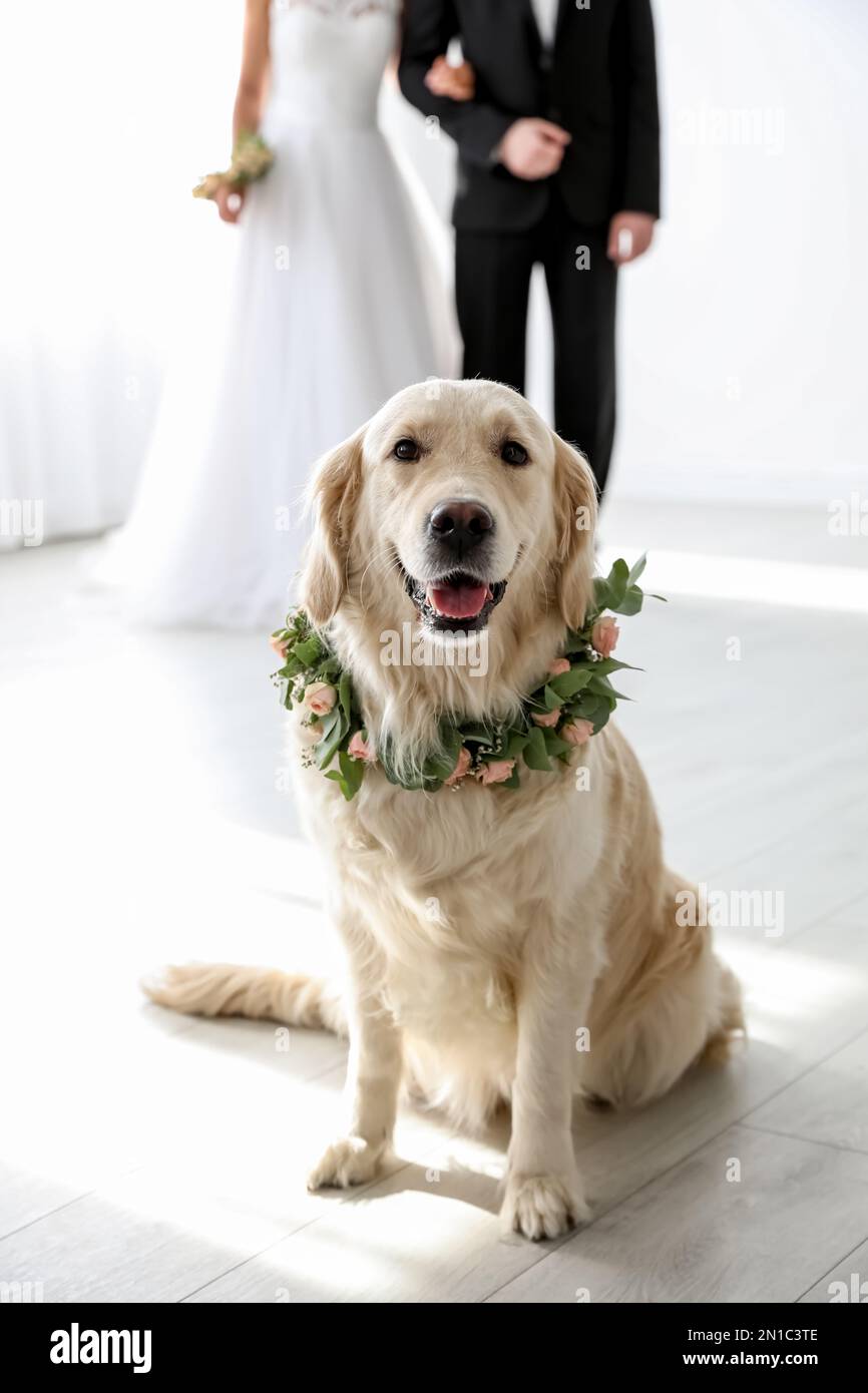 golden retriever wedding dress Vintage VICTOR COSTA Size 8 Black Velvet & Gold Damask Evening Ensemble –  Sui Generis Designer Consignment main image 0