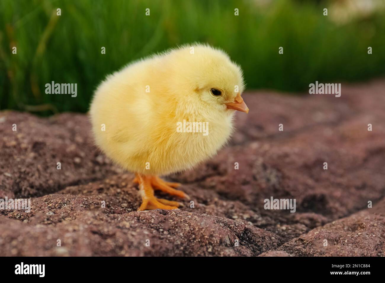 Cute fluffy baby chicken on stone outdoors, closeup. Farm animal Stock  Photo - Alamy, image size:1300x956