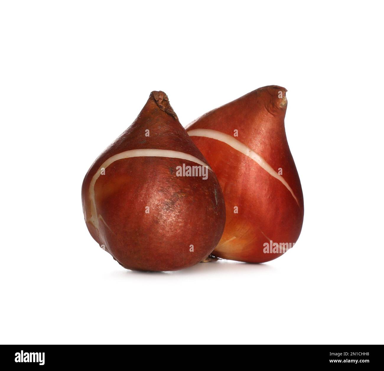 Tulip bulbs on white background. Gardening season Stock Photo Alamy