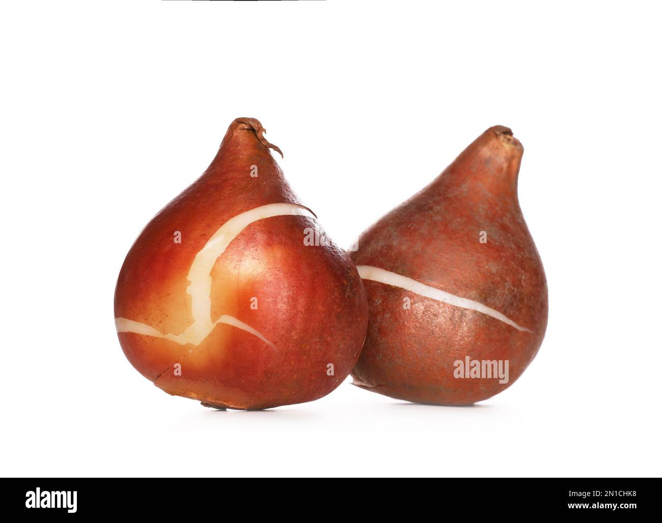 Tulip bulbs on white background. Gardening season Stock Photo Alamy