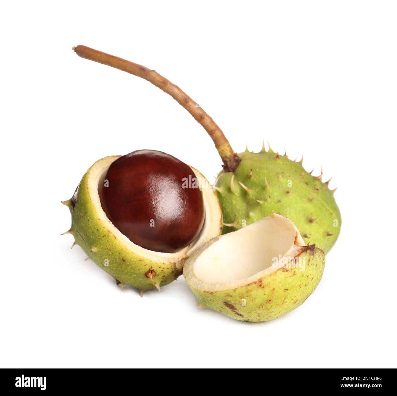 Horse chestnuts in pods isolated on white Stock Photo Alamy