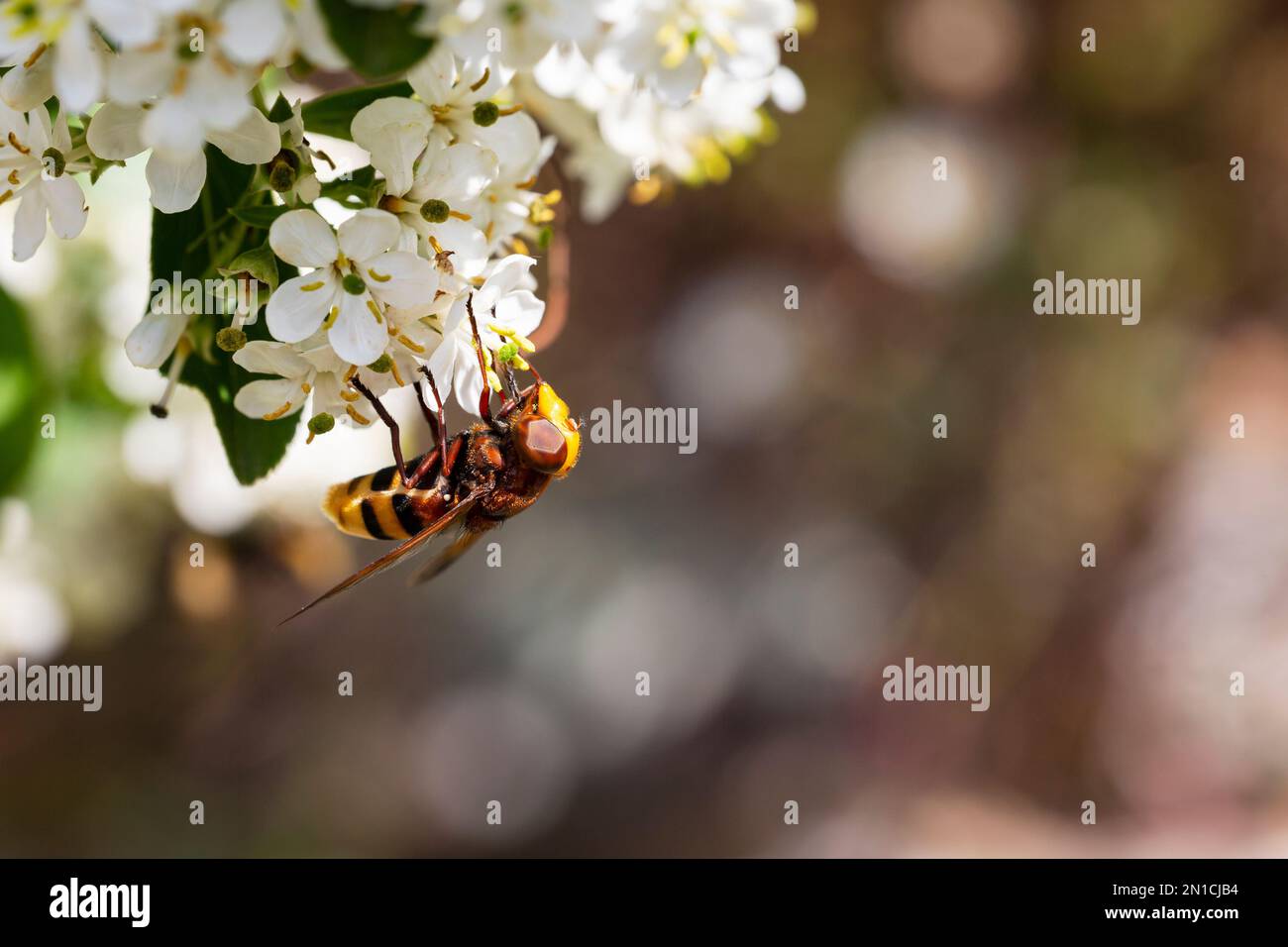 Hornet mimic hoverfly (Volucella zonaria) feeding on the nectar of white flowers Stock Photo